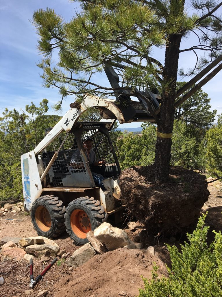 Image of Andres Serrano in a bobcat taking ponderosa pine tree out