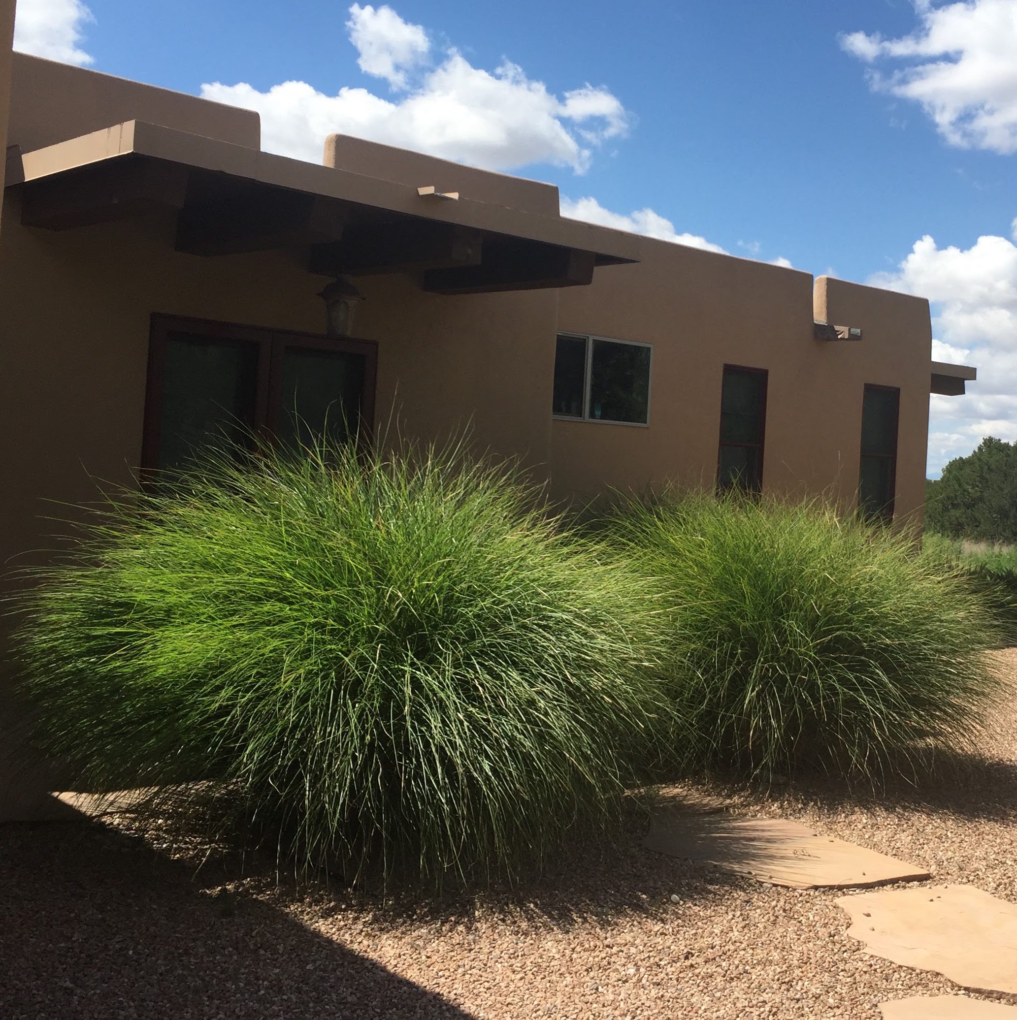 Beautiful tall grasses with simple Santa Fe Brown gravel and flagstone steps. By Serrano Landscape.